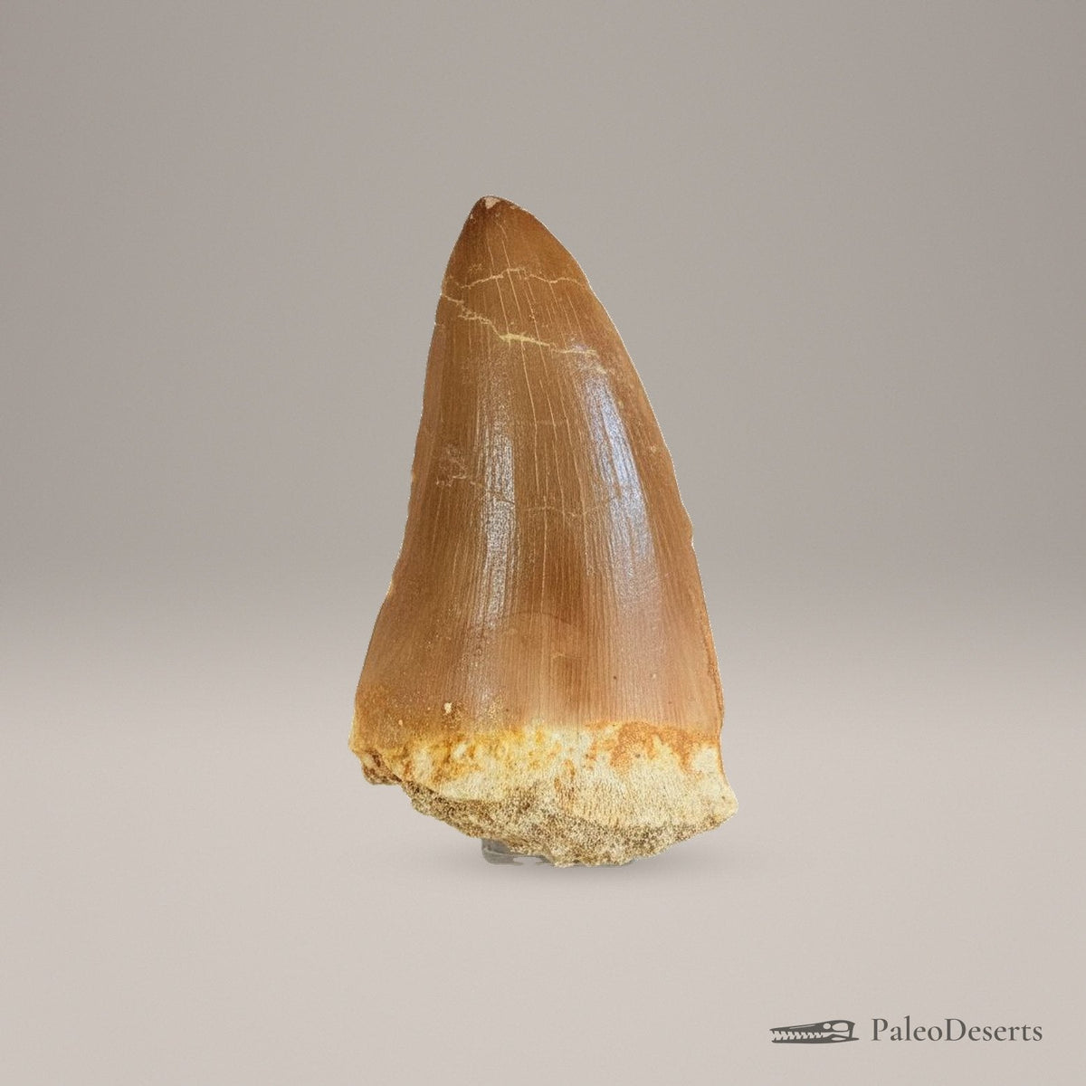 Mosasaurus hoffmanni Tooth Fossil – 2.4 in (6.0 cm), Morocco – Specimen M-48 – view 2