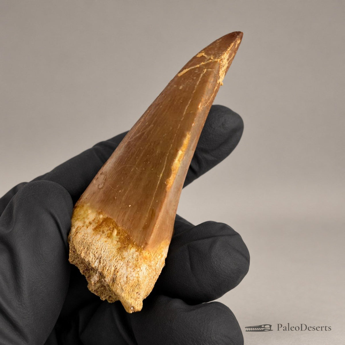 Mosasaurus hoffmanni Tooth Fossil – 2.4 in (6.0 cm), Morocco – Specimen M-48 - PaleoDeserts