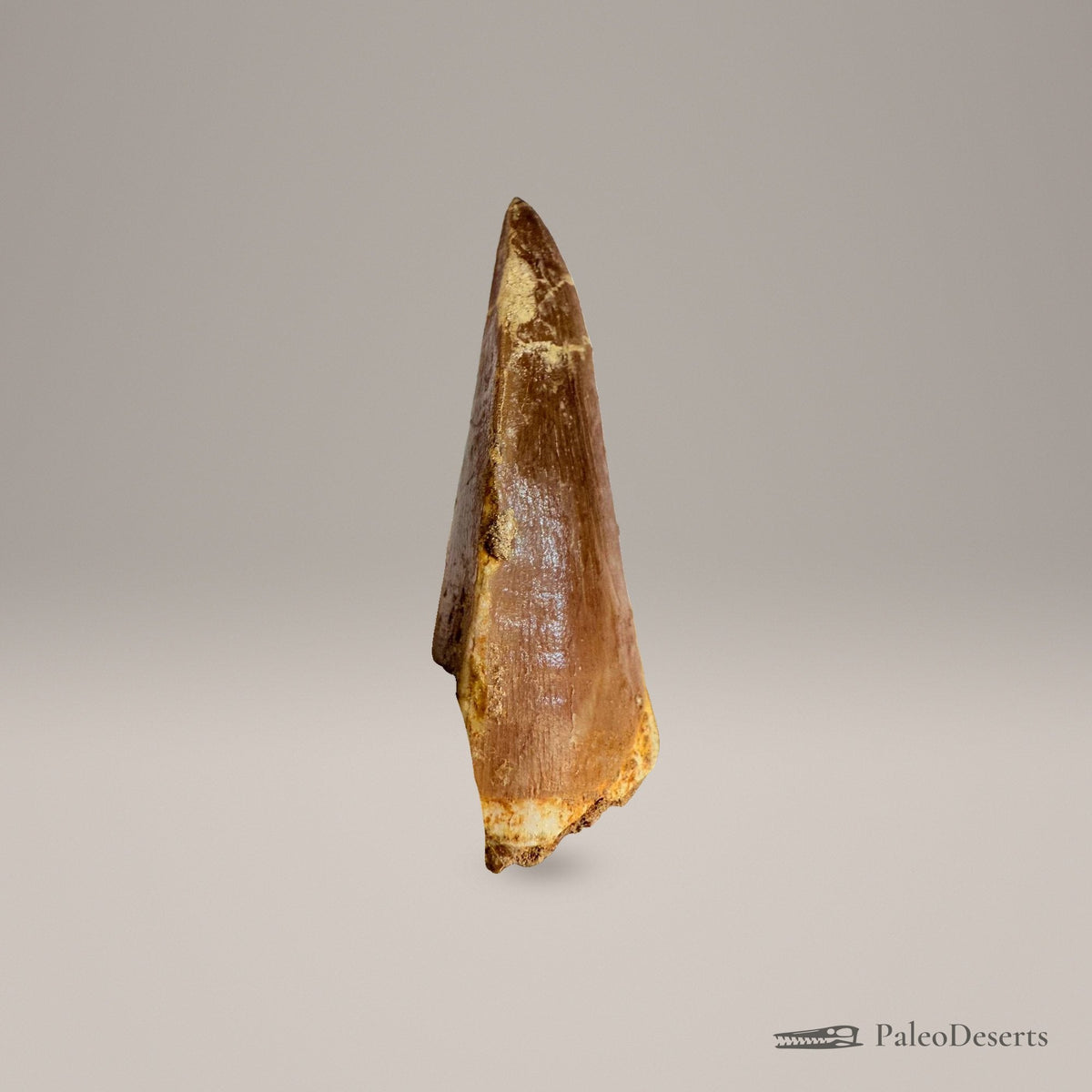 Mosasaurus hoffmanni Tooth Fossil – 2.4 in (6.0 cm), Morocco – Specimen M-48 - PaleoDeserts