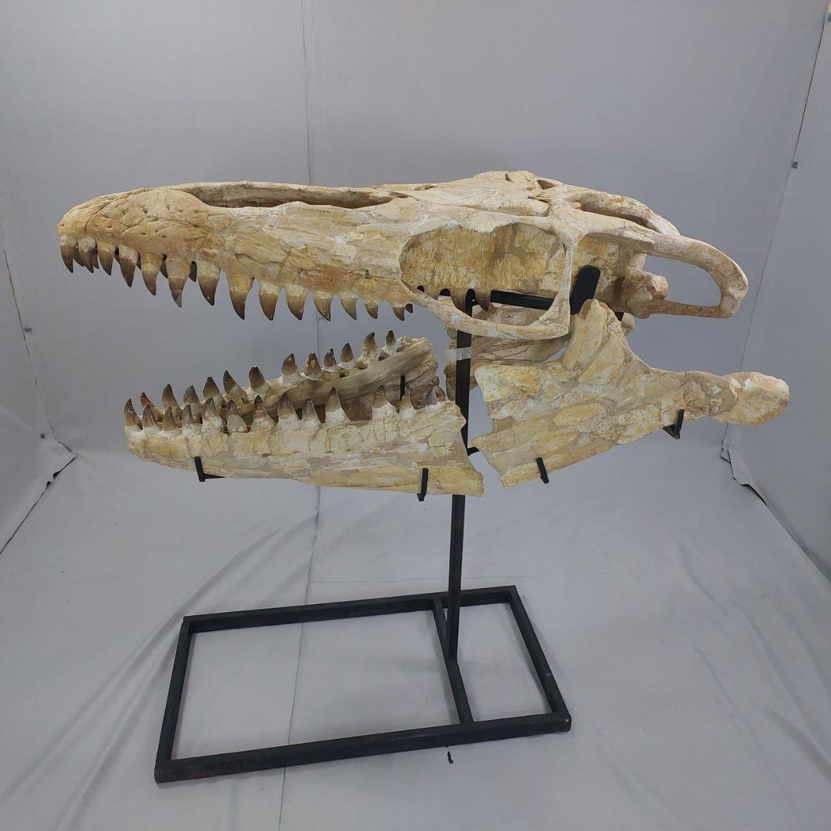Mosasaurus Prognathodon Anceps Skull Fossil, 47 in / 120 cm – AD-12044 - PaleoDeserts
