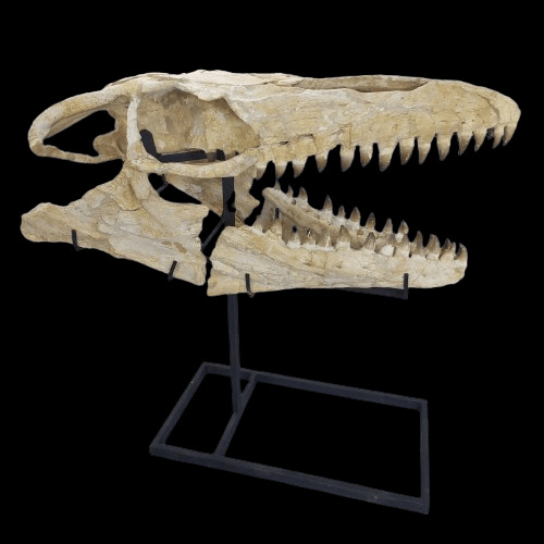 Mosasaurus Prognathodon Anceps Skull Fossil, 47 in / 120 cm – AD-12044 - PaleoDeserts