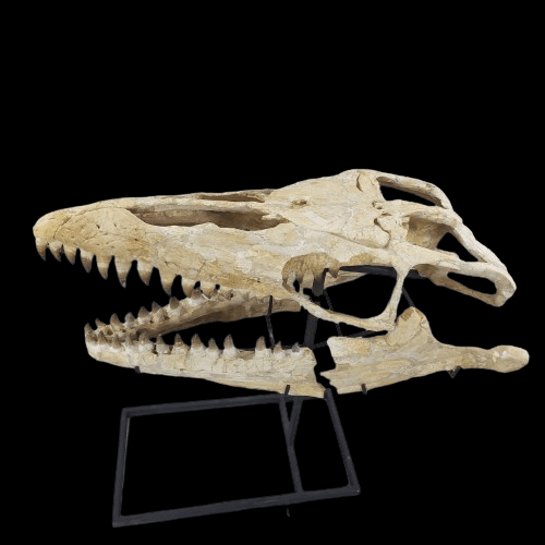 Mosasaurus Prognathodon Anceps Skull Fossil, 47 in / 120 cm – AD-12044 - PaleoDeserts