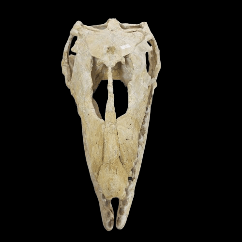 Mosasaurus Prognathodon Anceps Skull Fossil, 47 in / 120 cm – AD-12044 - PaleoDeserts