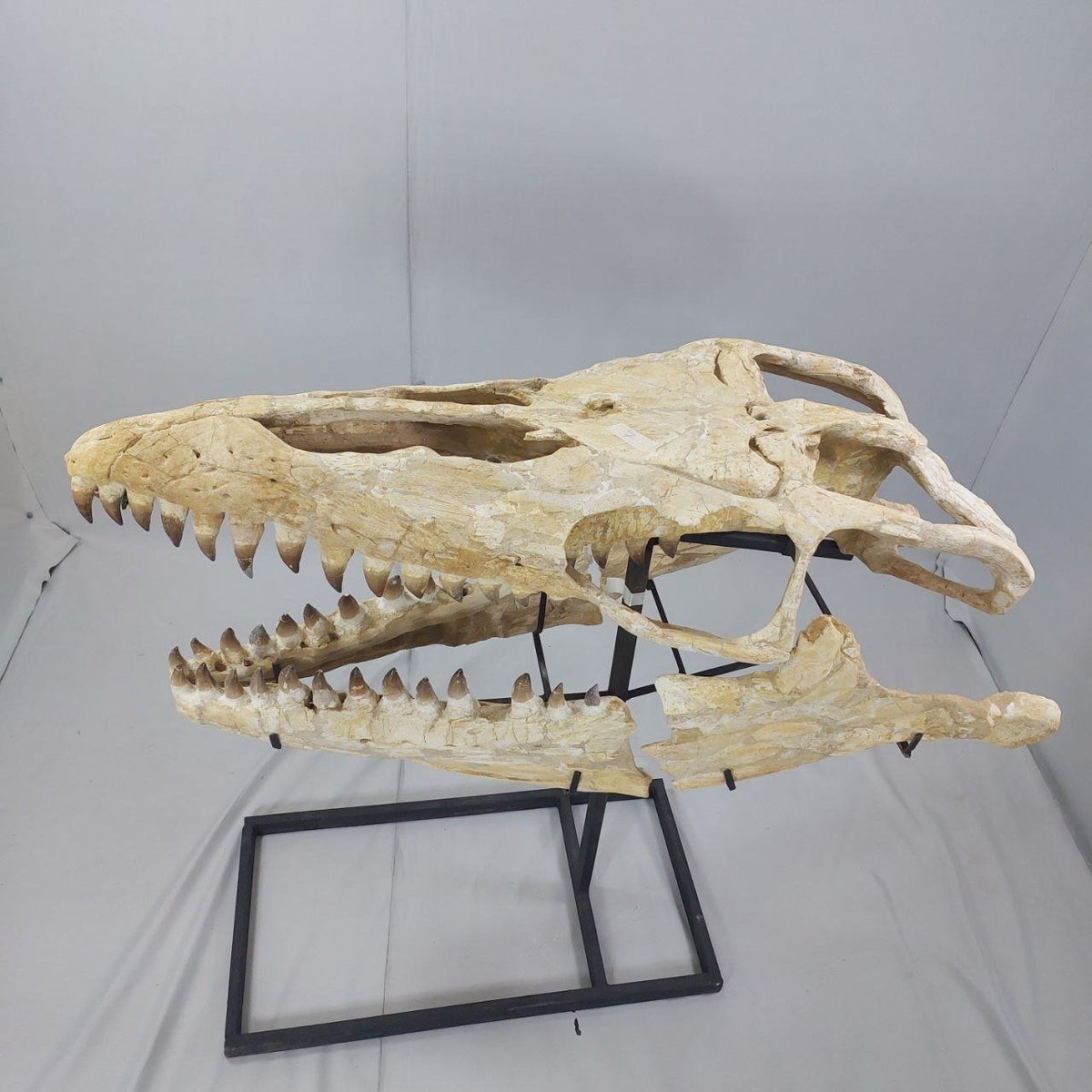Mosasaurus Prognathodon Anceps Skull Fossil, 47 in / 120 cm – AD-12044 - PaleoDeserts