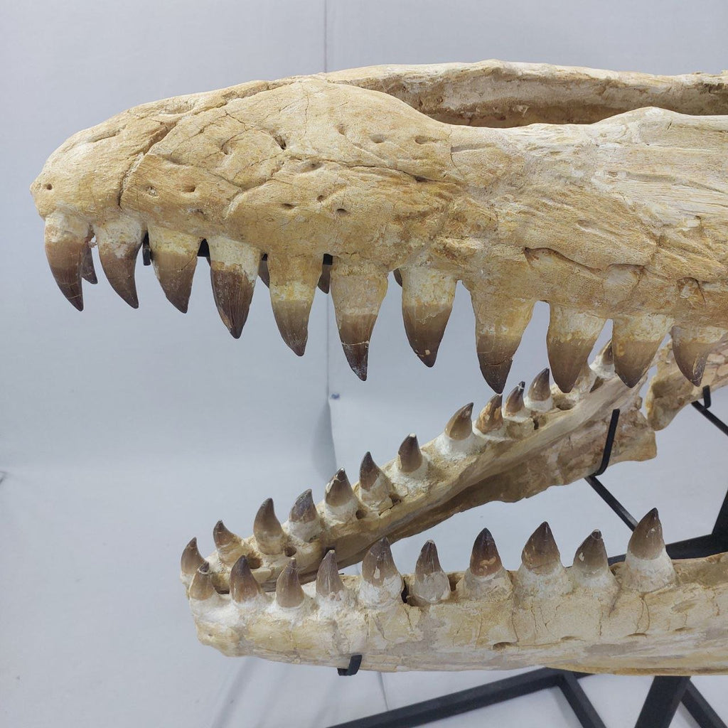 Mosasaurus Prognathodon Anceps Skull Fossil, 47 in / 120 cm – AD-12044 - PaleoDeserts