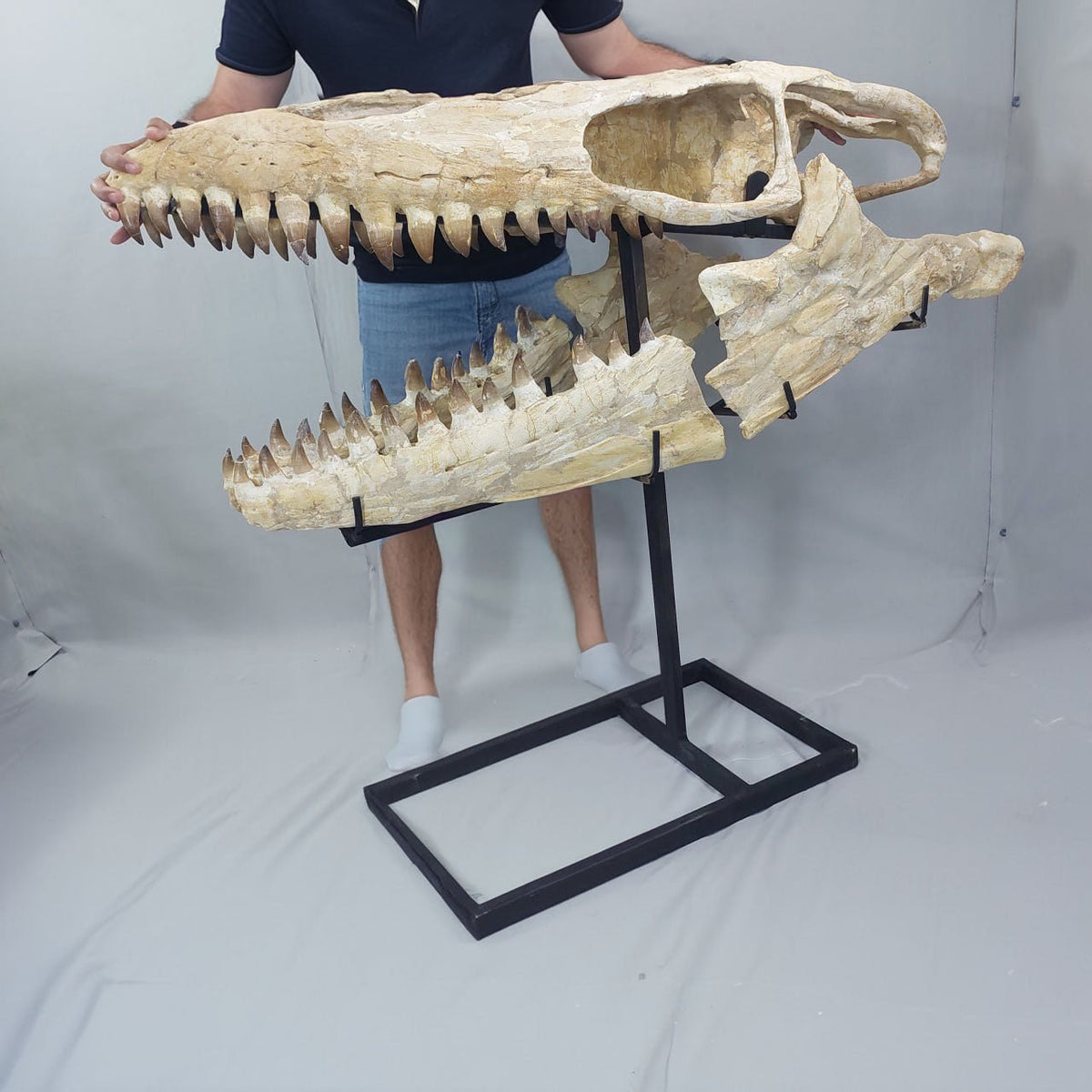 Mosasaurus Prognathodon Anceps Skull Fossil, 47 in / 120 cm – AD-12044 - PaleoDeserts