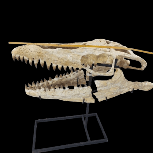 Mosasaurus Prognathodon Anceps Skull Fossil, 47 in / 120 cm – AD-12044 - PaleoDeserts