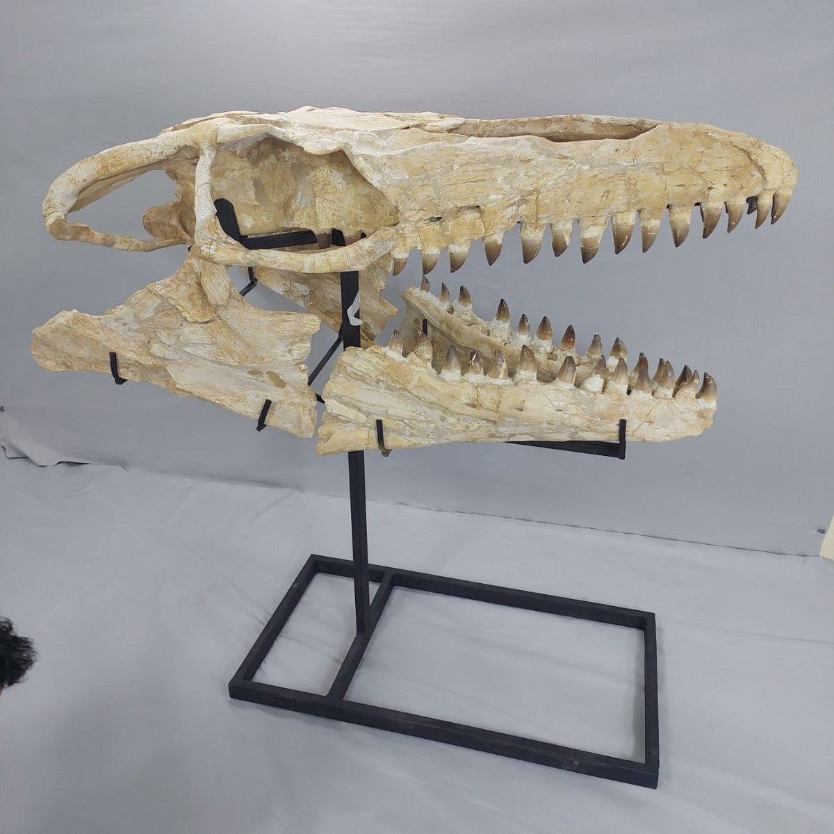 Mosasaurus Prognathodon Anceps Skull Fossil, 47 in / 120 cm – AD-12044 - PaleoDeserts