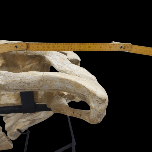 Mosasaurus Prognathodon Anceps Skull Fossil, 47 in / 120 cm – AD-12044 - PaleoDeserts