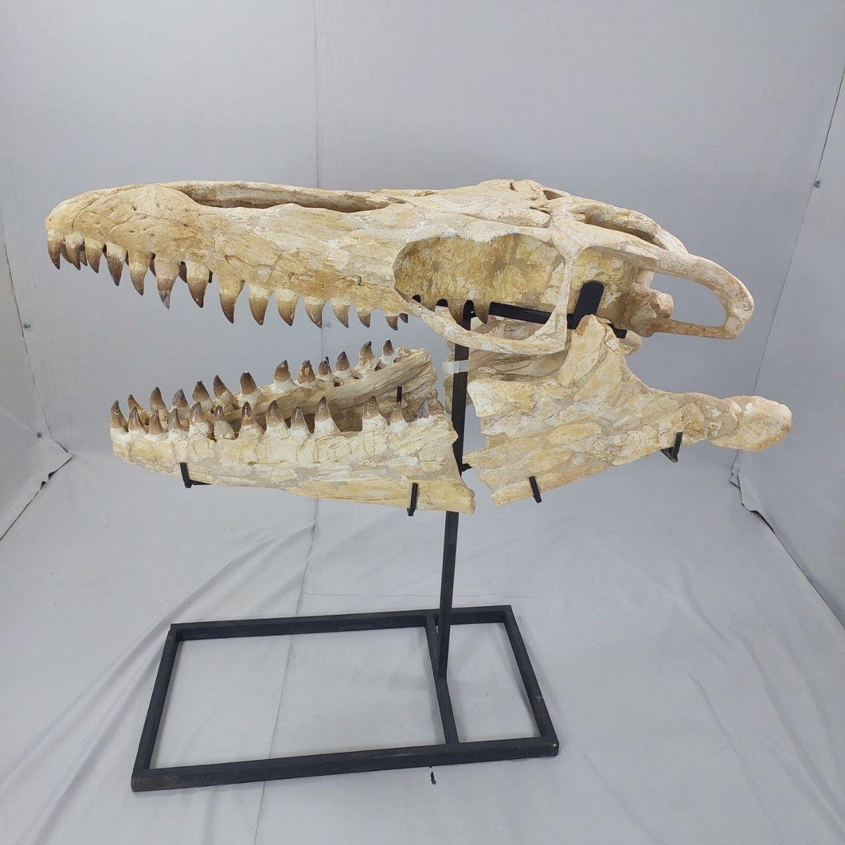 Mosasaurus Prognathodon Anceps Skull Fossil, 47 in / 120 cm – AD-12044 - PaleoDeserts