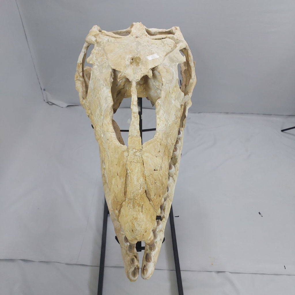 Mosasaurus Prognathodon Anceps Skull Fossil, 47 in / 120 cm – AD-12044 - PaleoDeserts