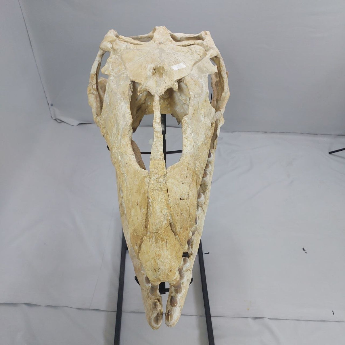 Mosasaurus Prognathodon Anceps Skull Fossil, 47 in / 120 cm – AD-12044 - PaleoDeserts