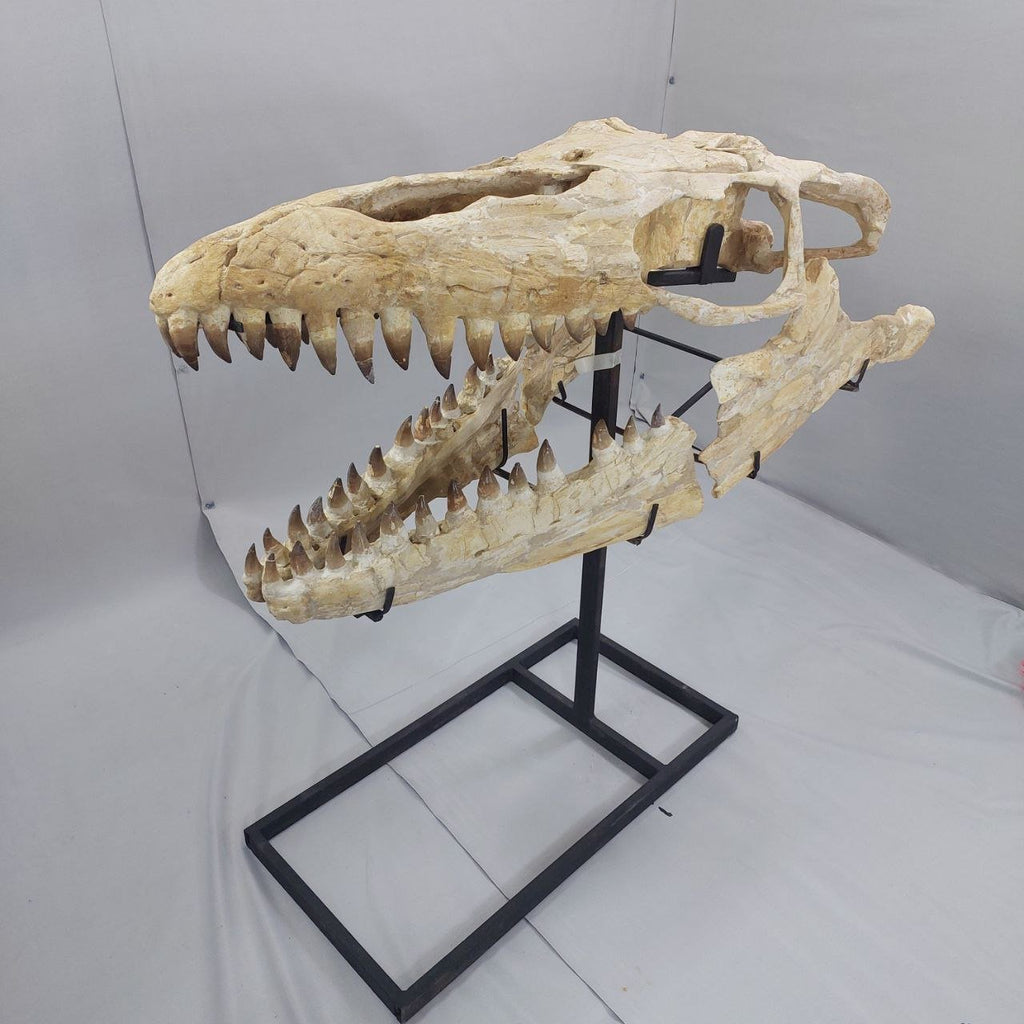 Mosasaurus Prognathodon Anceps Skull Fossil, 47 in / 120 cm – AD-12044 - PaleoDeserts