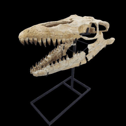 Mosasaurus Prognathodon Anceps Skull Fossil, 47 in / 120 cm – AD-12044 - PaleoDeserts