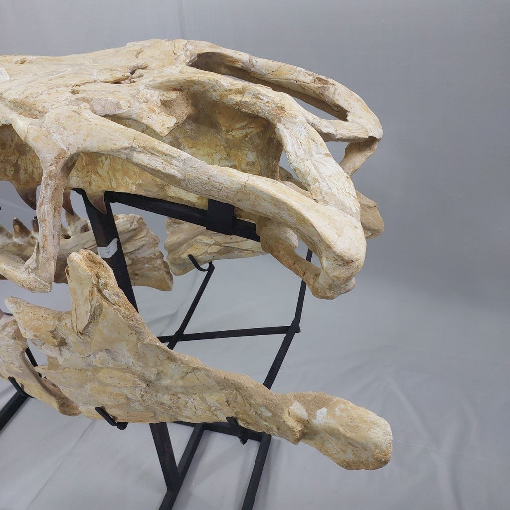 Mosasaurus Prognathodon Anceps Skull Fossil, 47 in / 120 cm – AD-12044 - PaleoDeserts