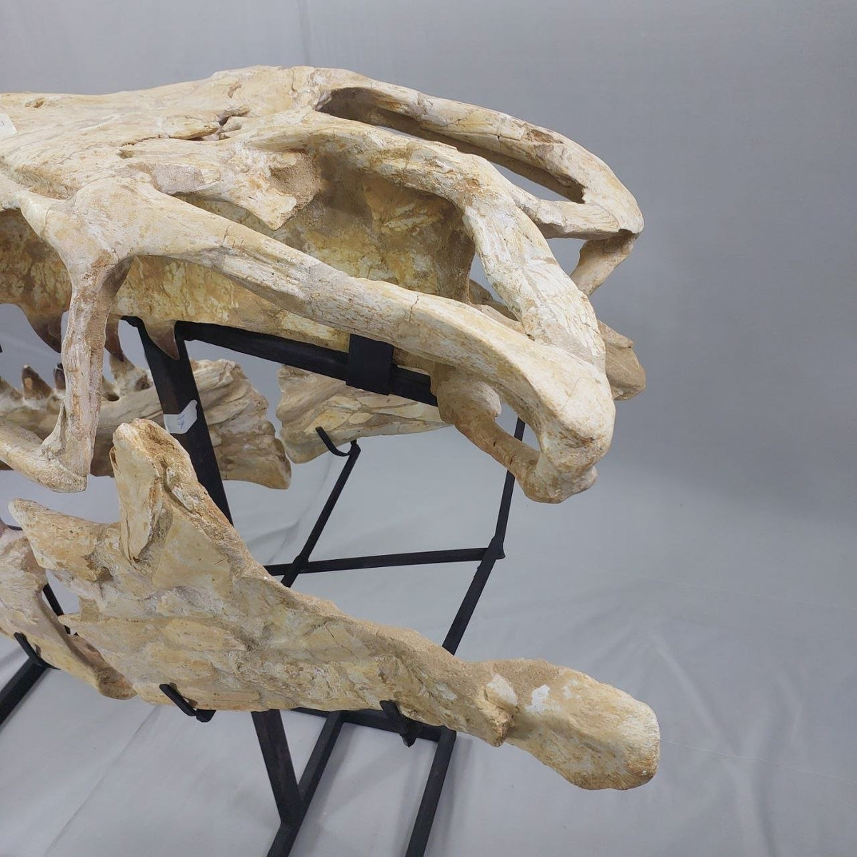 Mosasaurus Prognathodon Anceps Skull Fossil, 47 in / 120 cm – AD-12044 - PaleoDeserts