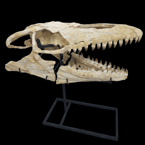 Mosasaurus Prognathodon Anceps Skull Fossil, 47 in / 120 cm – AD-12044 - PaleoDeserts