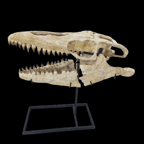 Mosasaurus Prognathodon Anceps Skull Fossil, 47 in / 120 cm – AD-12044 - PaleoDeserts