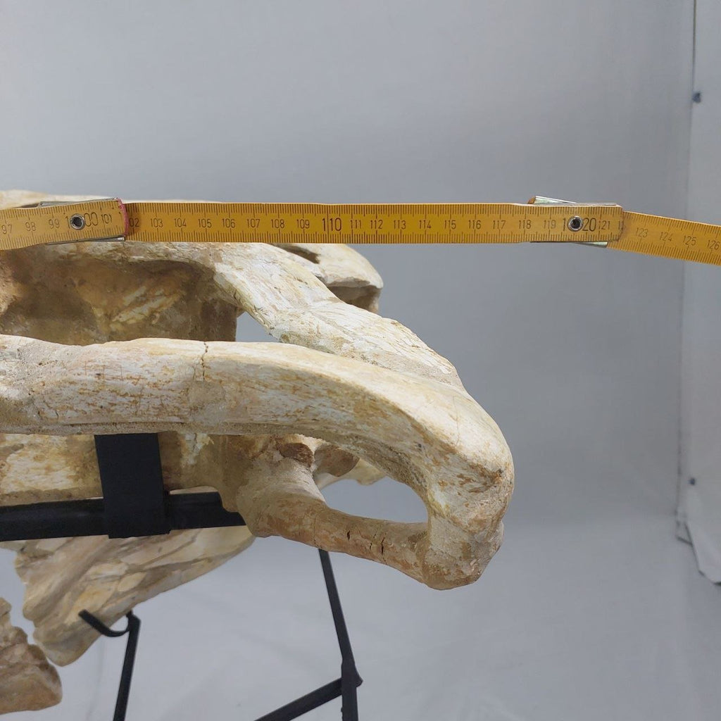 Mosasaurus Prognathodon Anceps Skull Fossil, 47 in / 120 cm – AD-12044 - PaleoDeserts