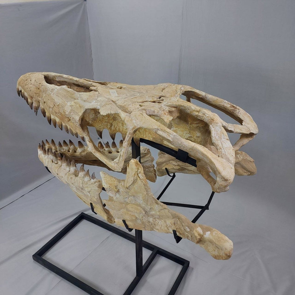 Mosasaurus Prognathodon Anceps Skull Fossil, 47 in / 120 cm – AD-12044 - PaleoDeserts