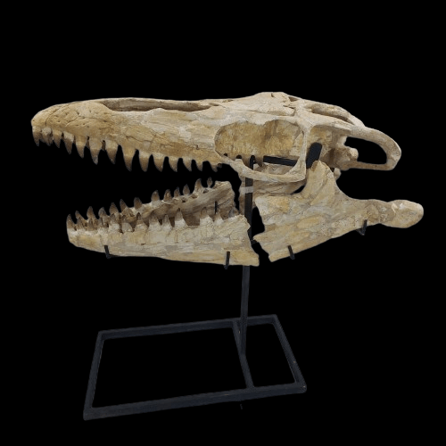 Mosasaurus Prognathodon Anceps Skull Fossil, 47 in / 120 cm – AD-12044 - PaleoDeserts