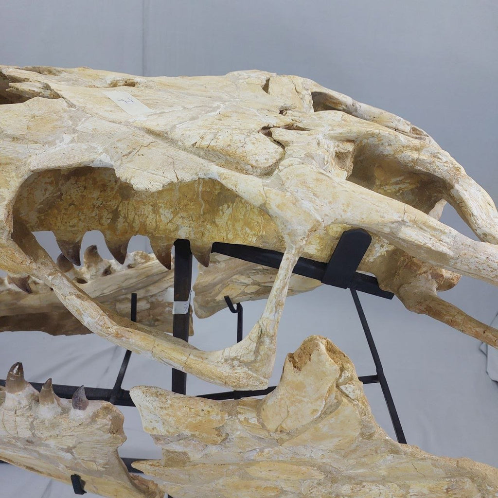 Mosasaurus Prognathodon Anceps Skull Fossil, 47 in / 120 cm – AD-12044 - PaleoDeserts