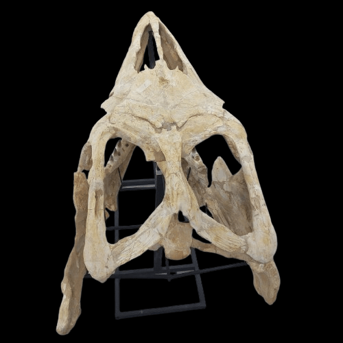 Mosasaurus Prognathodon Anceps Skull Fossil, 47 in / 120 cm – AD-12044 - PaleoDeserts