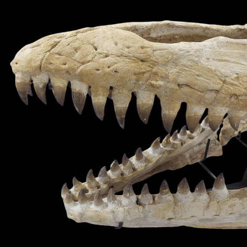 Mosasaurus Prognathodon Anceps Skull Fossil, 47 in / 120 cm – AD-12044 - PaleoDeserts