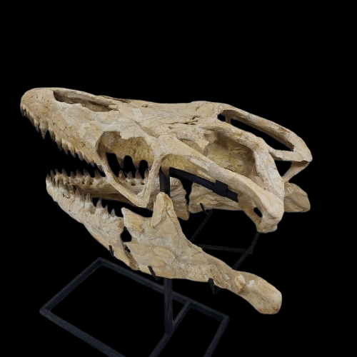 Mosasaurus Prognathodon Anceps Skull Fossil, 47 in / 120 cm – AD-12044 - PaleoDeserts