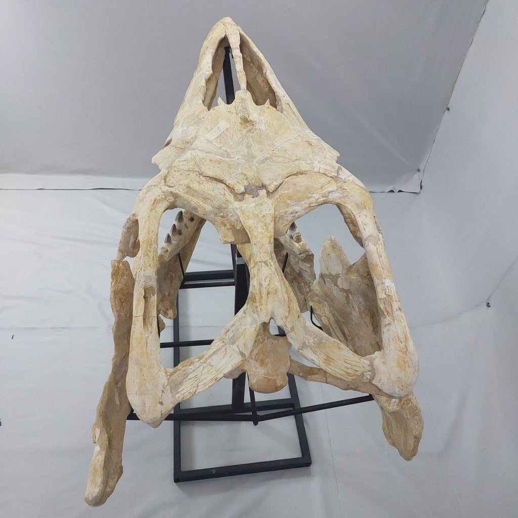 Mosasaurus Prognathodon Anceps Skull Fossil, 47 in / 120 cm – AD-12044 - PaleoDeserts