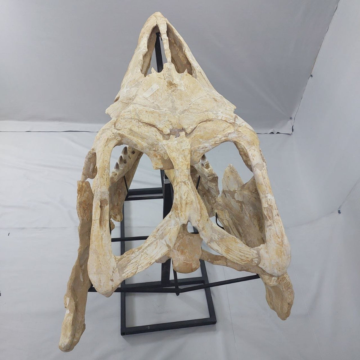 Mosasaurus Prognathodon Anceps Skull Fossil, 47 in / 120 cm – AD-12044 - PaleoDeserts