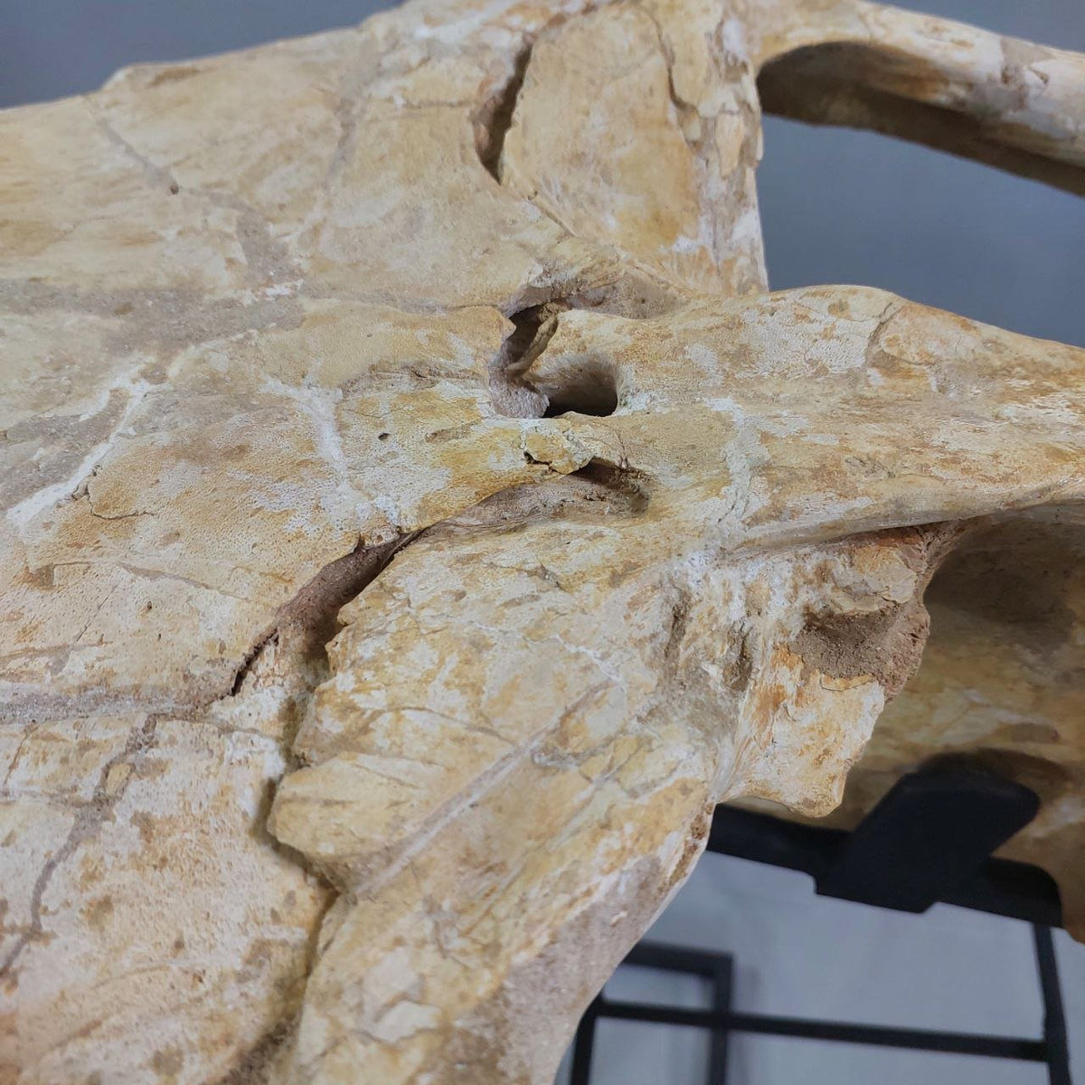 Mosasaurus Prognathodon Anceps Skull Fossil, 47 in / 120 cm – AD-12044 - PaleoDeserts