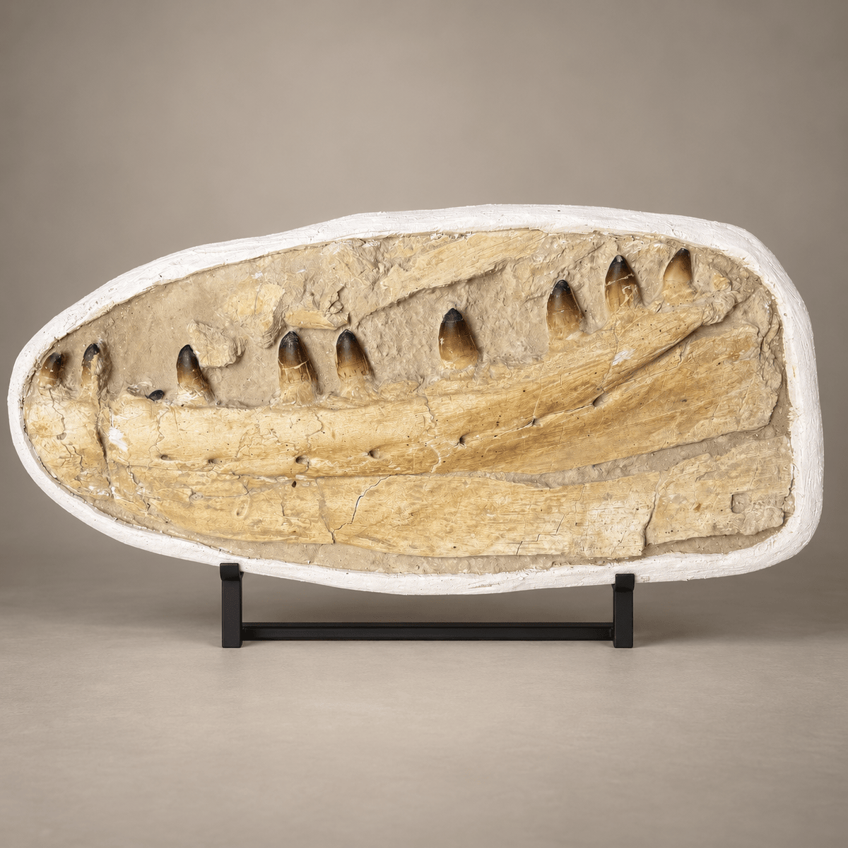 Museum Mosasaur Jaw in Matrix Rare Paleontology fossils authentic, 32 inches - PaleoDeserts