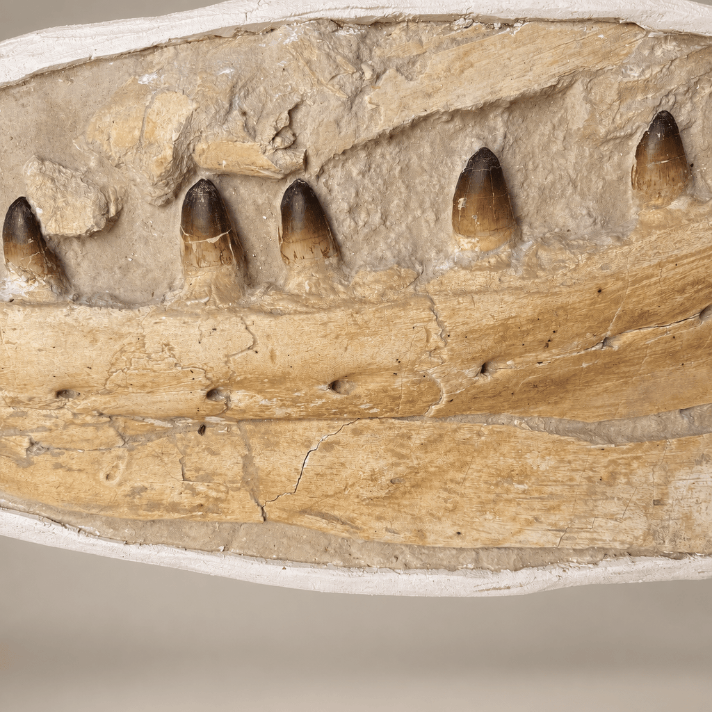 Museum Mosasaur Jaw in Matrix Rare Paleontology fossils authentic, 32 inches - PaleoDeserts