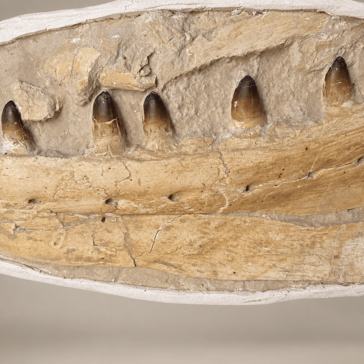 Museum Mosasaur Jaw in Matrix Rare Paleontology fossils authentic, 32 inches - PaleoDeserts