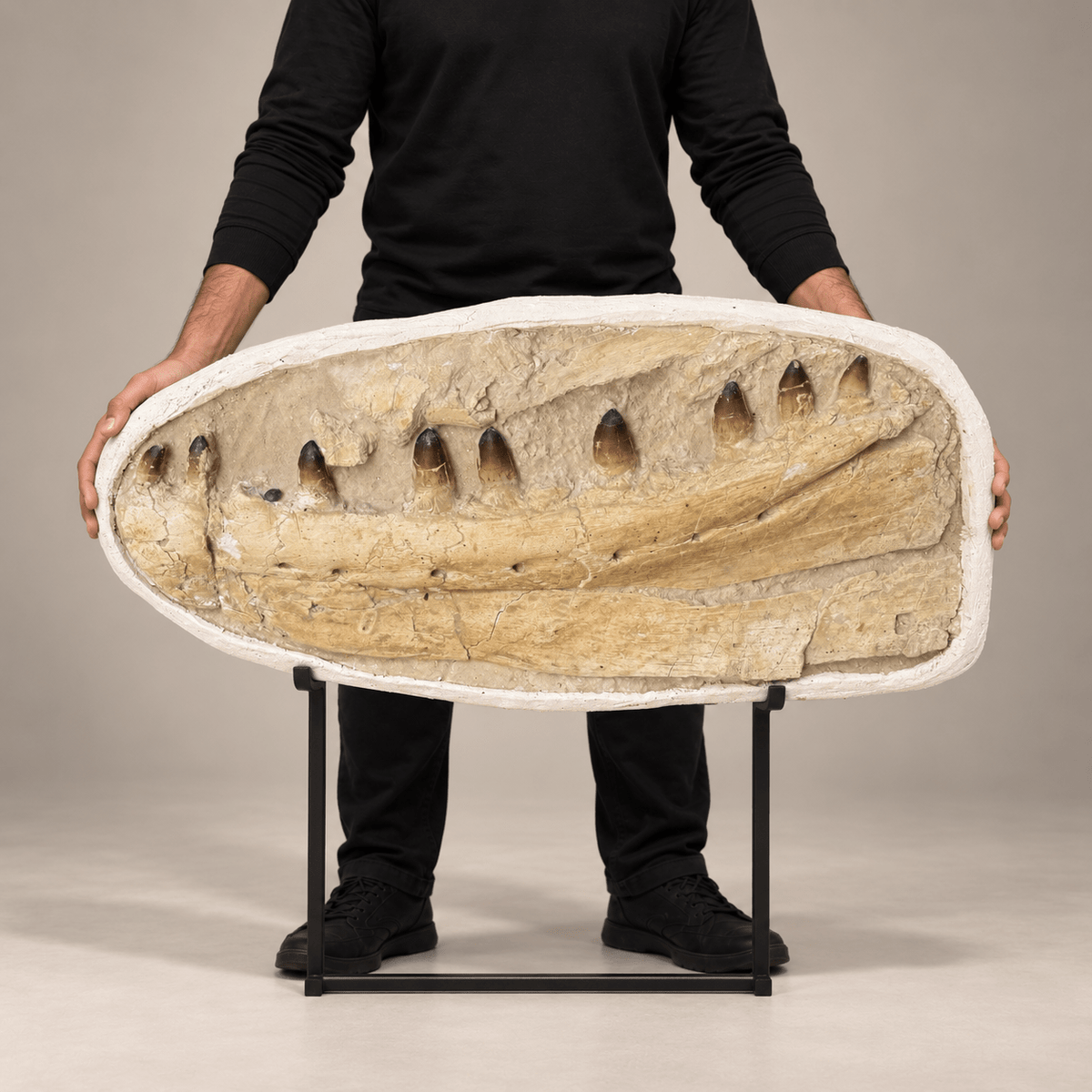 Prognathodon currii Mosasaur Jaw in Matrix – 31.9 in (81 cm)