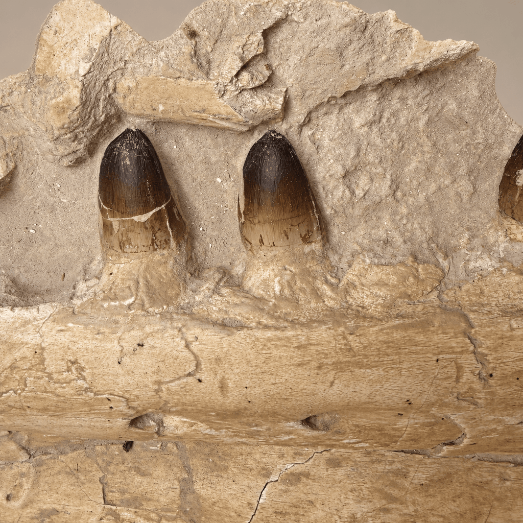 Museum Mosasaur Jaw in Matrix Rare Paleontology fossils authentic, 32 inches - PaleoDeserts