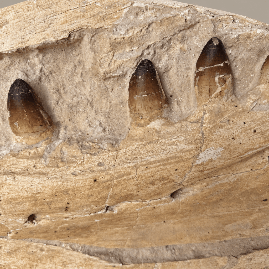 Museum Mosasaur Jaw in Matrix Rare Paleontology fossils authentic, 32 inches - PaleoDeserts
