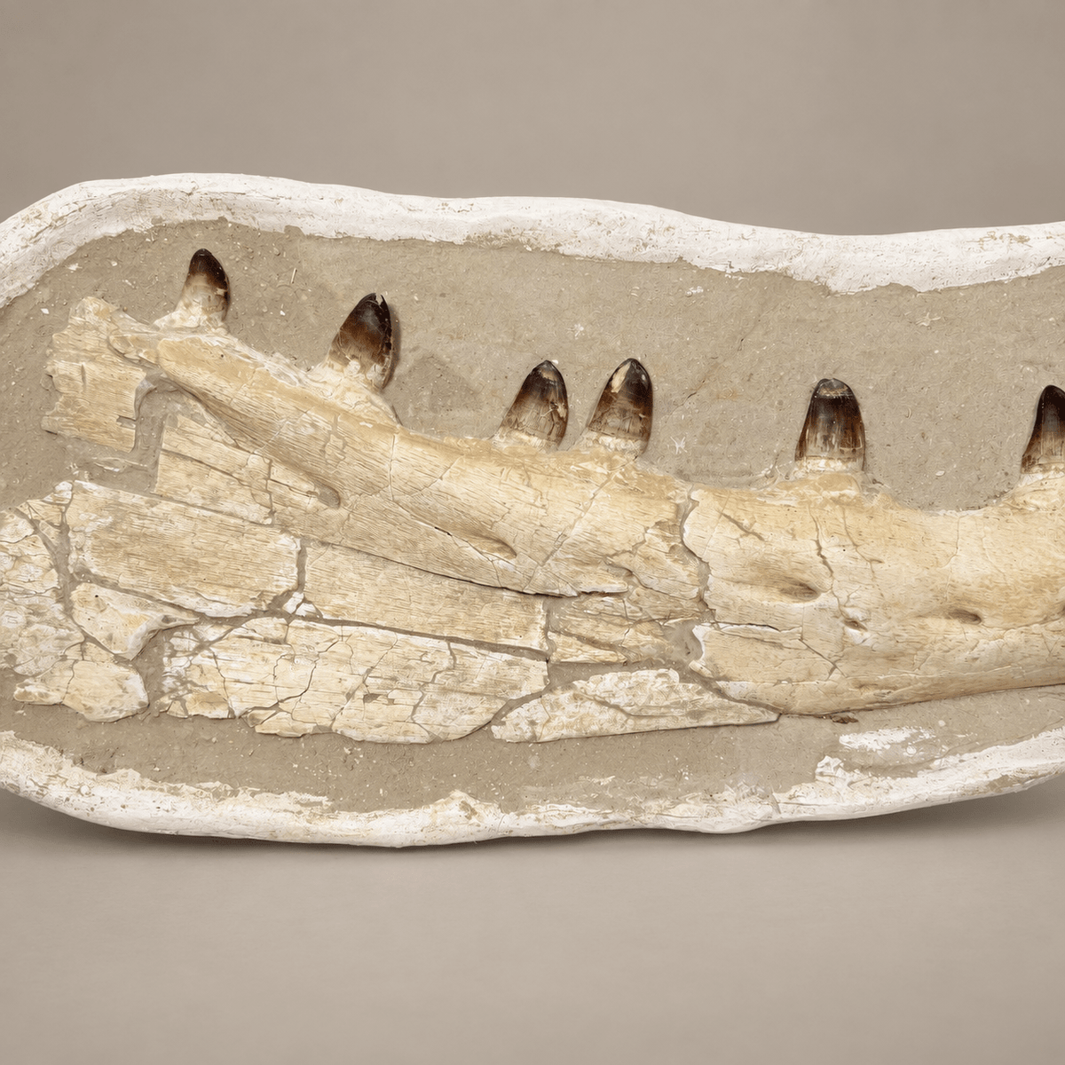 Museum Quality Mosasaur Jaw in Matrix Authentic Dinosaur Fossils, 37 inches - PaleoDeserts
