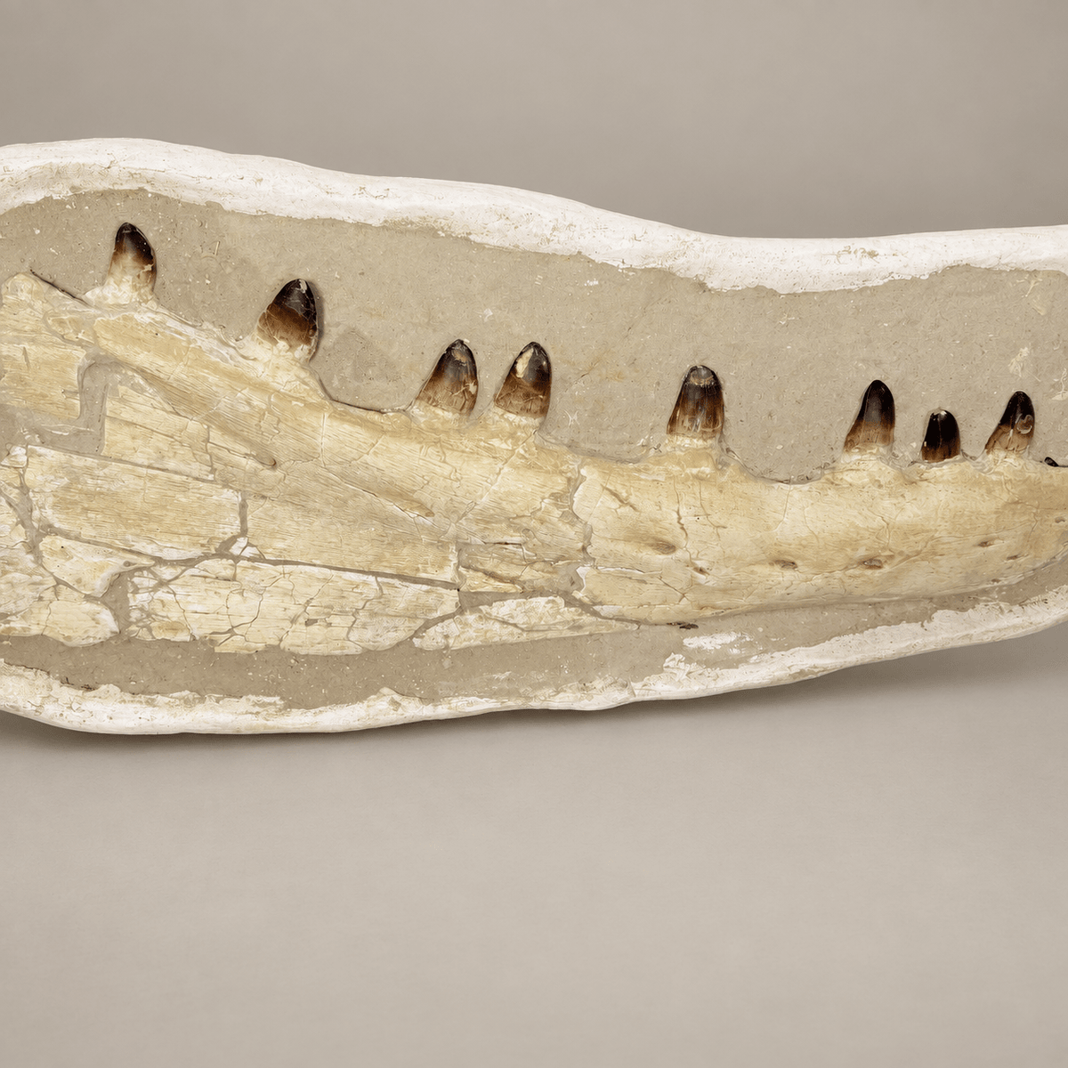 Museum Quality Mosasaur Jaw in Matrix Authentic Dinosaur Fossils, 37 inches - PaleoDeserts