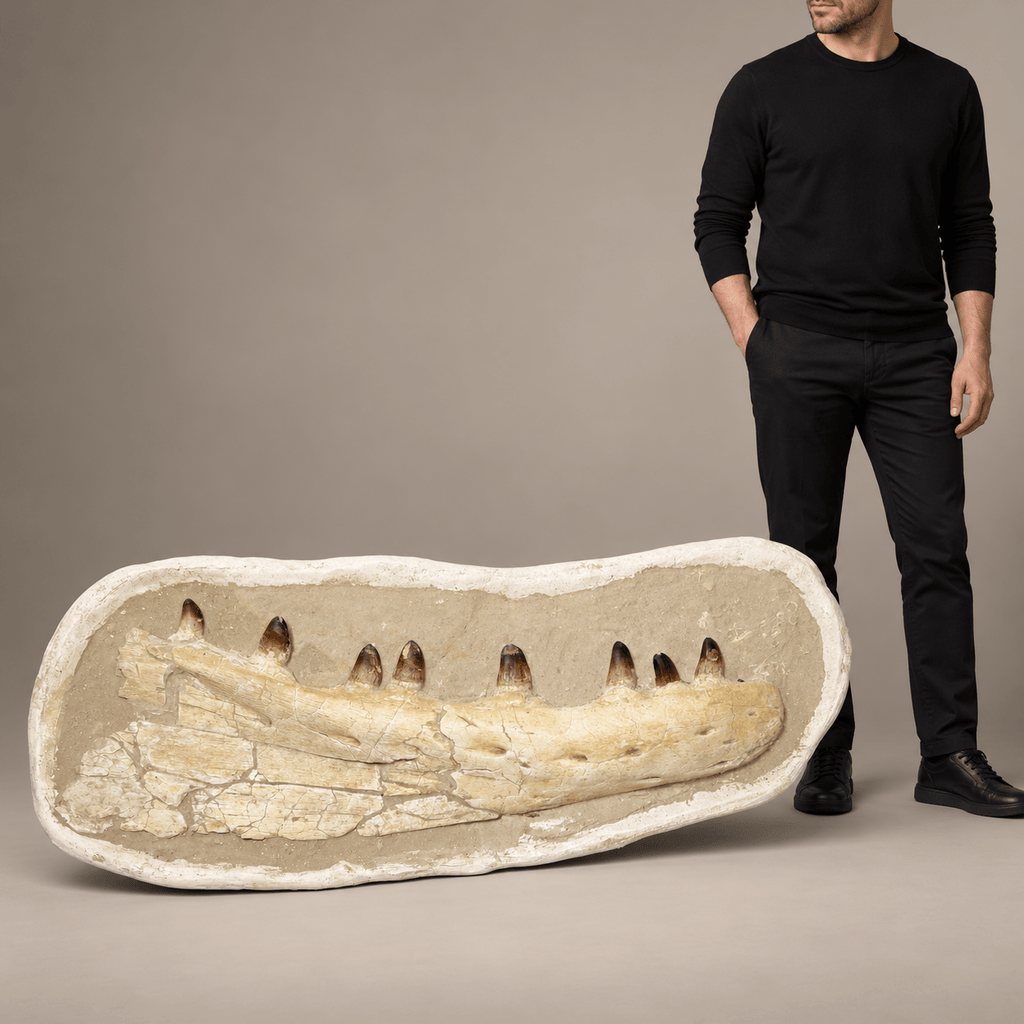 Museum Quality Mosasaur Jaw in Matrix Authentic Dinosaur Fossils, 37 inches - PaleoDeserts