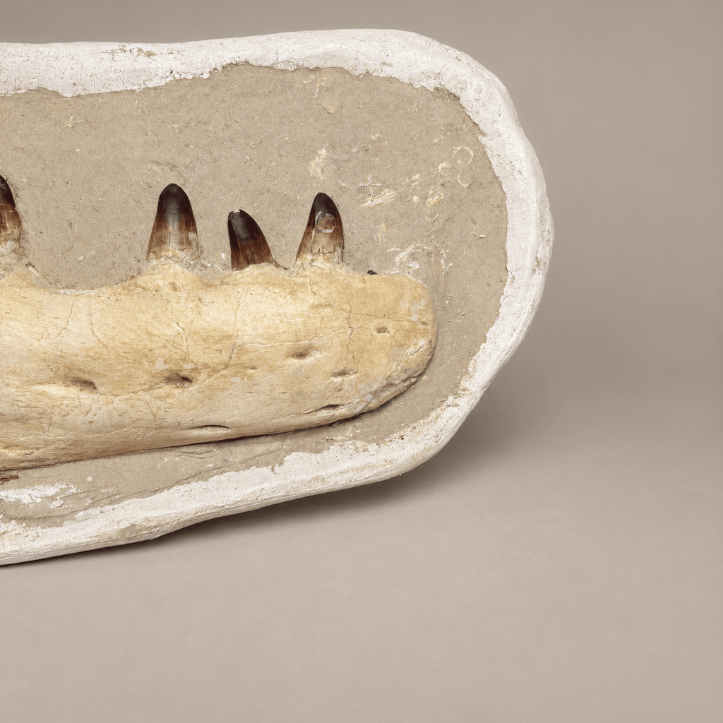 Museum Quality Mosasaur Jaw in Matrix Authentic Dinosaur Fossils, 37 inches - PaleoDeserts