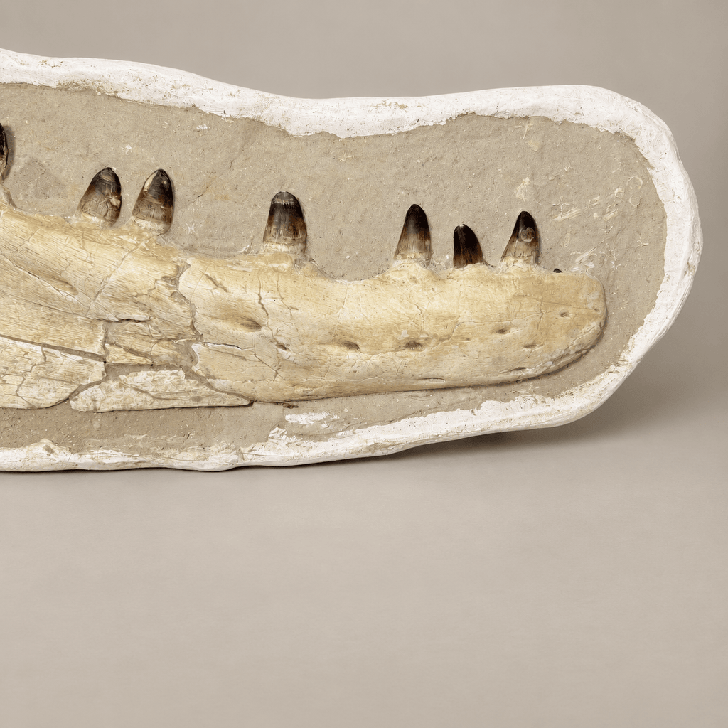 Museum Quality Mosasaur Jaw in Matrix Authentic Dinosaur Fossils, 37 inches - PaleoDeserts