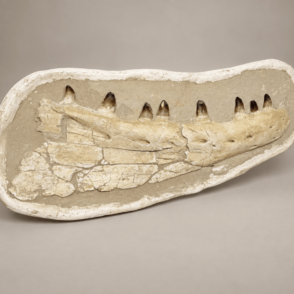 Museum Quality Mosasaur Jaw in Matrix Authentic Dinosaur Fossils, 37 inches - PaleoDeserts