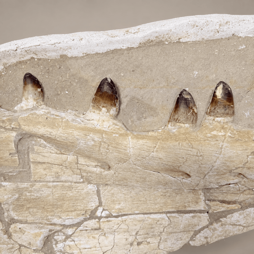 Museum Quality Mosasaur Jaw in Matrix Authentic Dinosaur Fossils, 37 inches - PaleoDeserts