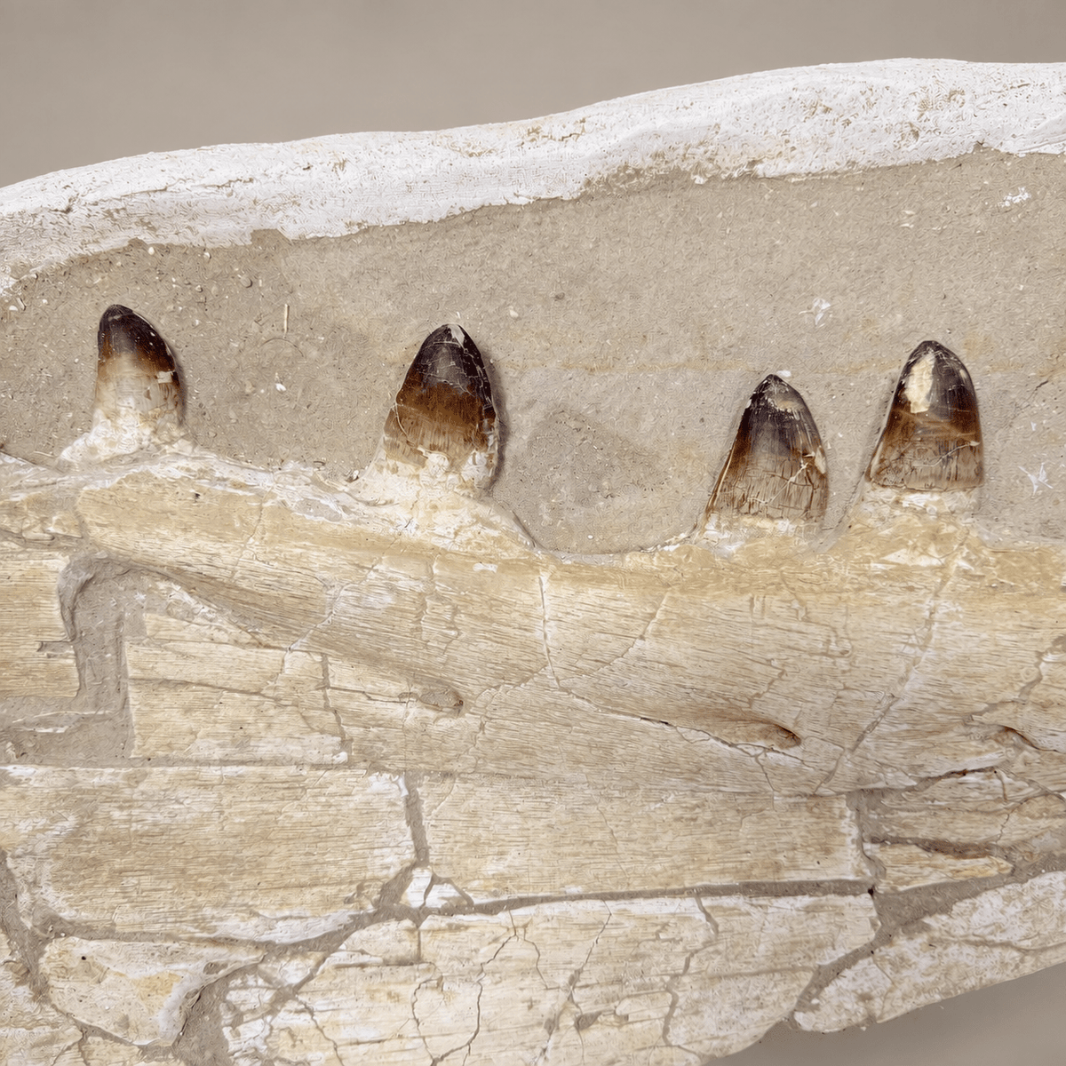 Museum Quality Mosasaur Jaw in Matrix Authentic Dinosaur Fossils, 37 inches - PaleoDeserts