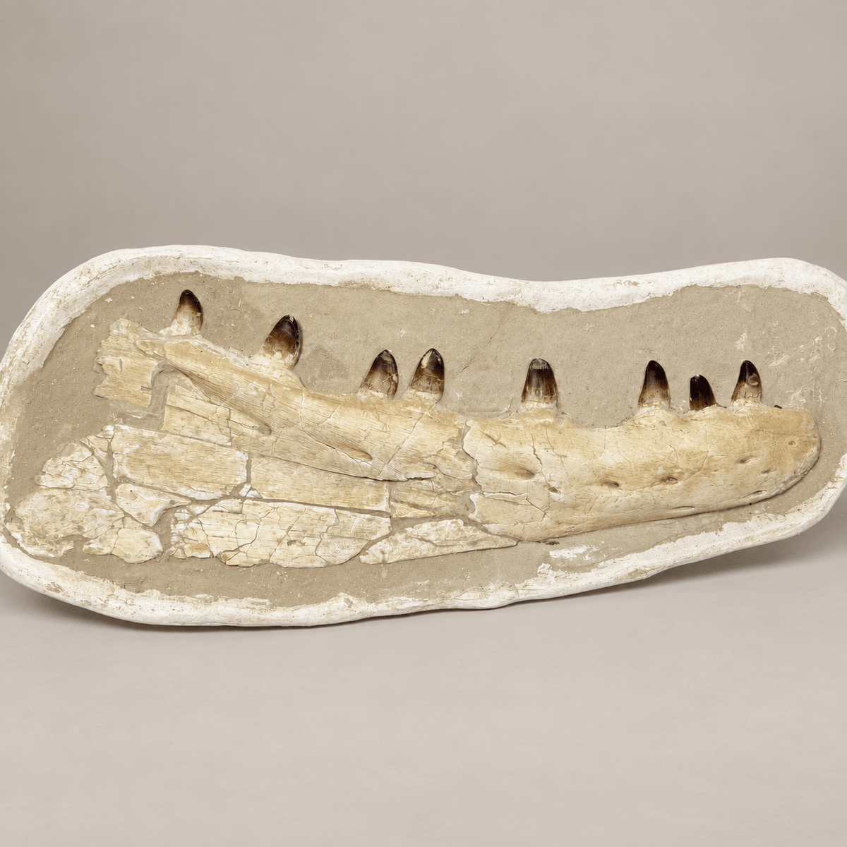 Museum Quality Mosasaur Jaw in Matrix Authentic Dinosaur Fossils, 37 inches - PaleoDeserts
