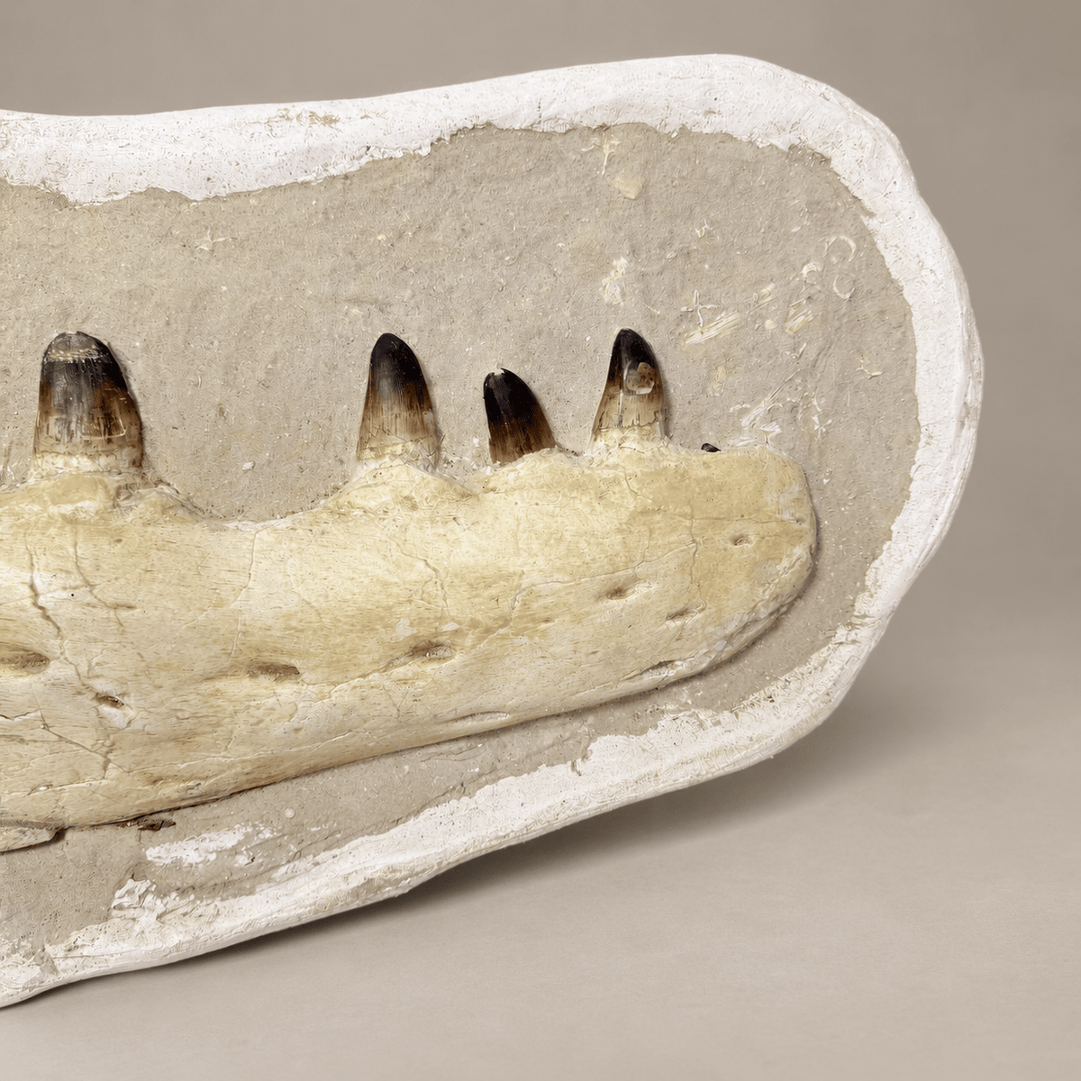 Museum Quality Mosasaur Jaw in Matrix Authentic Dinosaur Fossils, 37 inches - PaleoDeserts