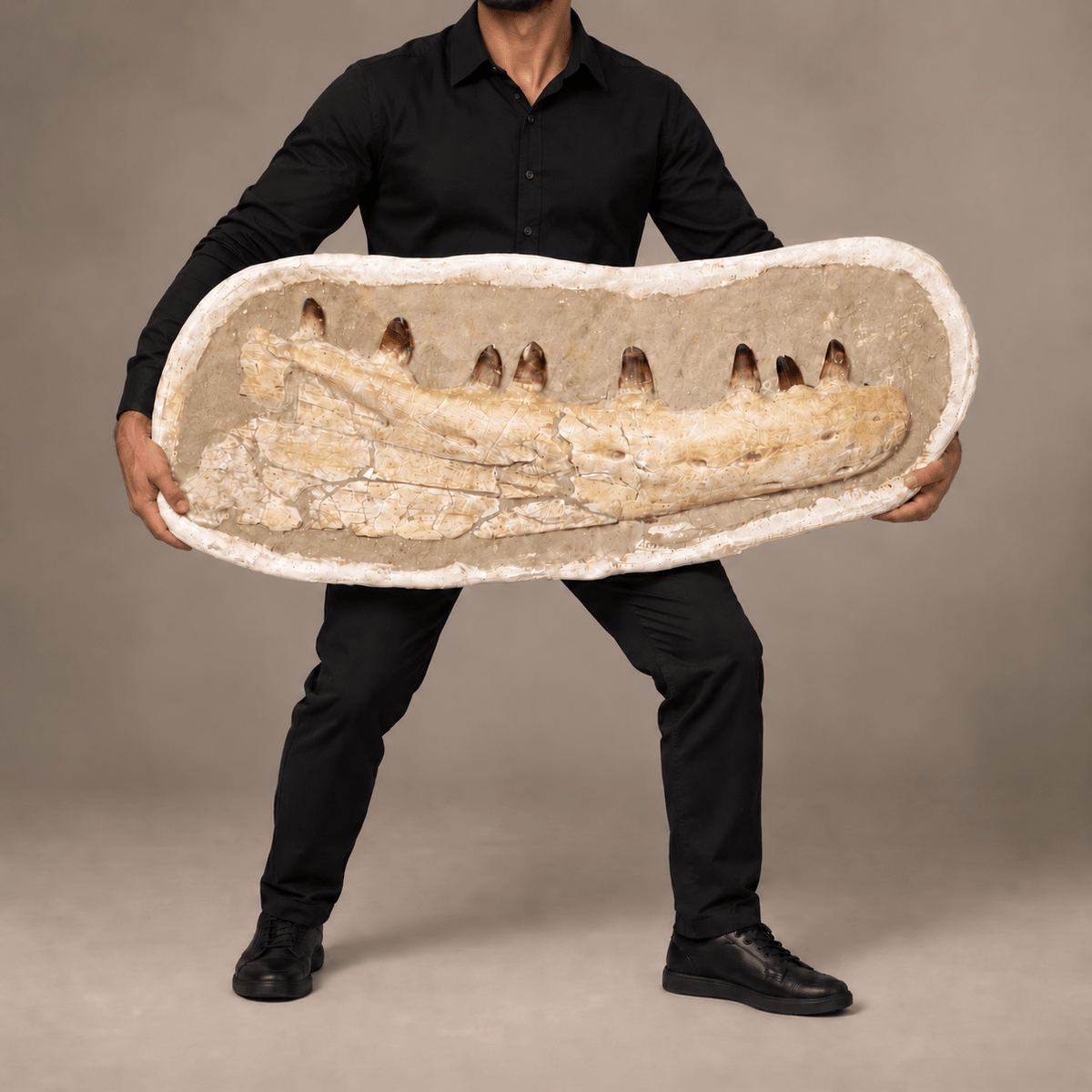Museum Quality Mosasaur Jaw in Matrix Authentic Dinosaur Fossils, 37 inches - PaleoDeserts