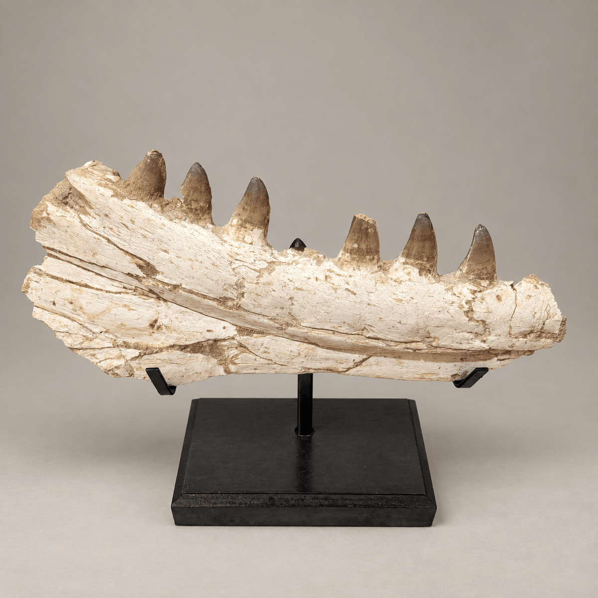 Museum quality Mosasaurus Jaw authentic Dinosaur Fossils, 46 cm – PD-MJW-0046 - PaleoDeserts
